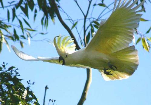 Australian Sulphur Crested Cockatoo - Cacatua galerita