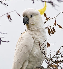 Photo of Australain Sulphur Crested Cockatoo